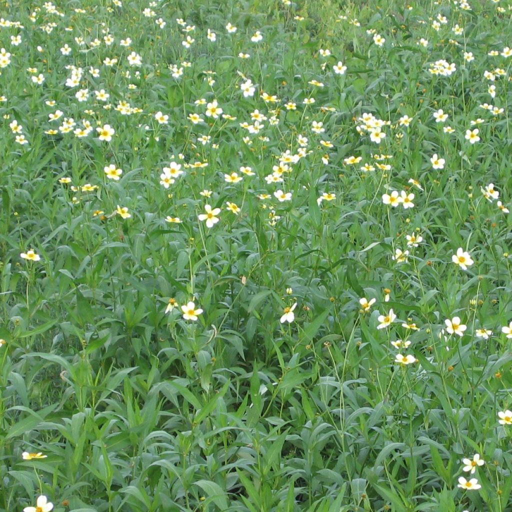 Bidens aurea