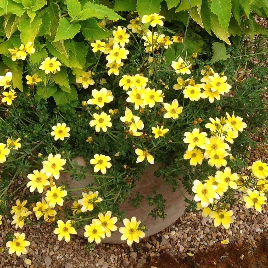 Amppelirusokki Lemon Moon