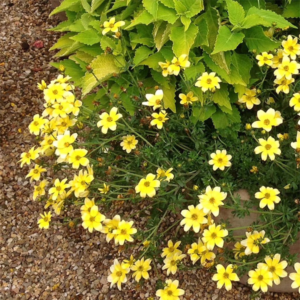 Amppelirusokki Lemon Moon