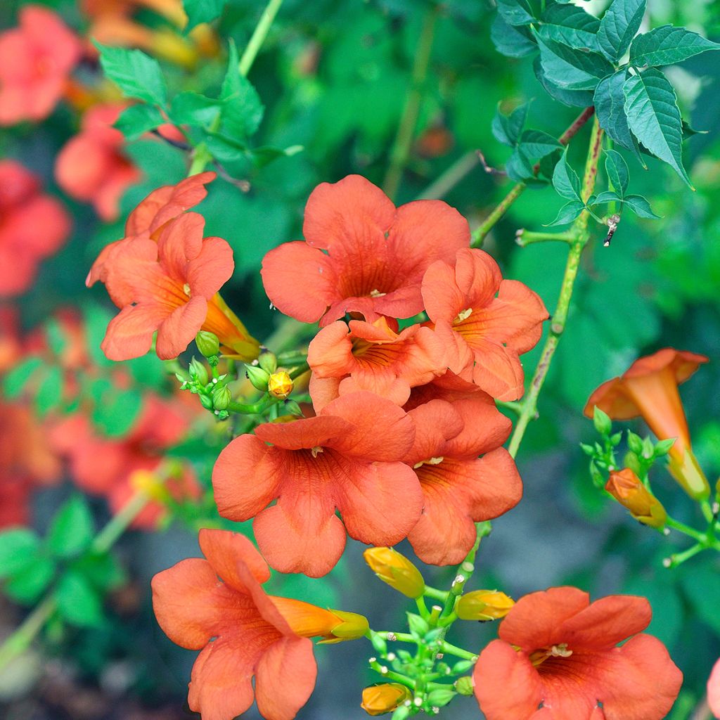Tarhatrumpettiköynnös Madame Galen