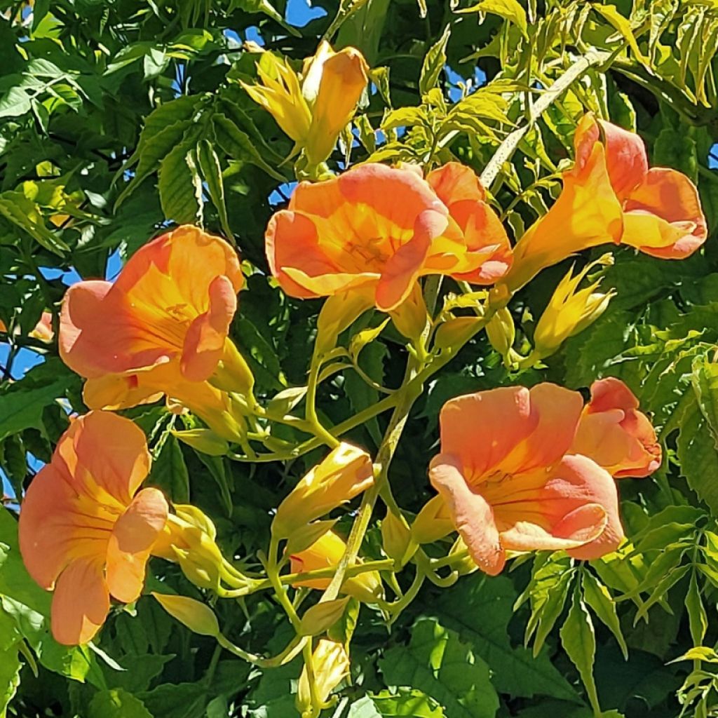 Tarhatrumpettiköynnös Summer Jazz Gold