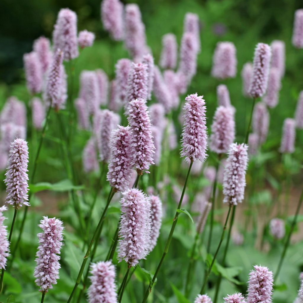 Isokonnantatar - Bistorta officinalis