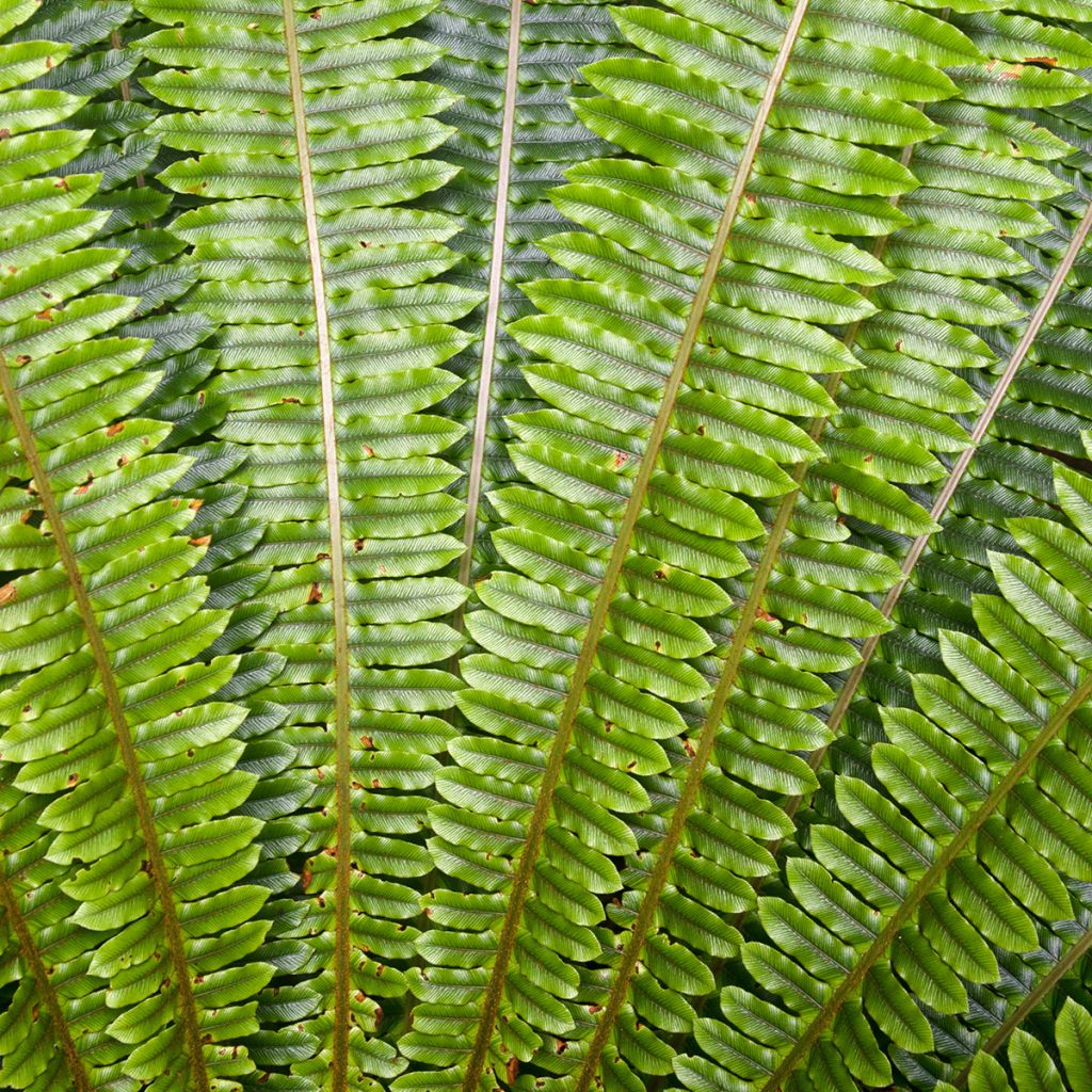 Kampasaniainen - Blechnum discolor