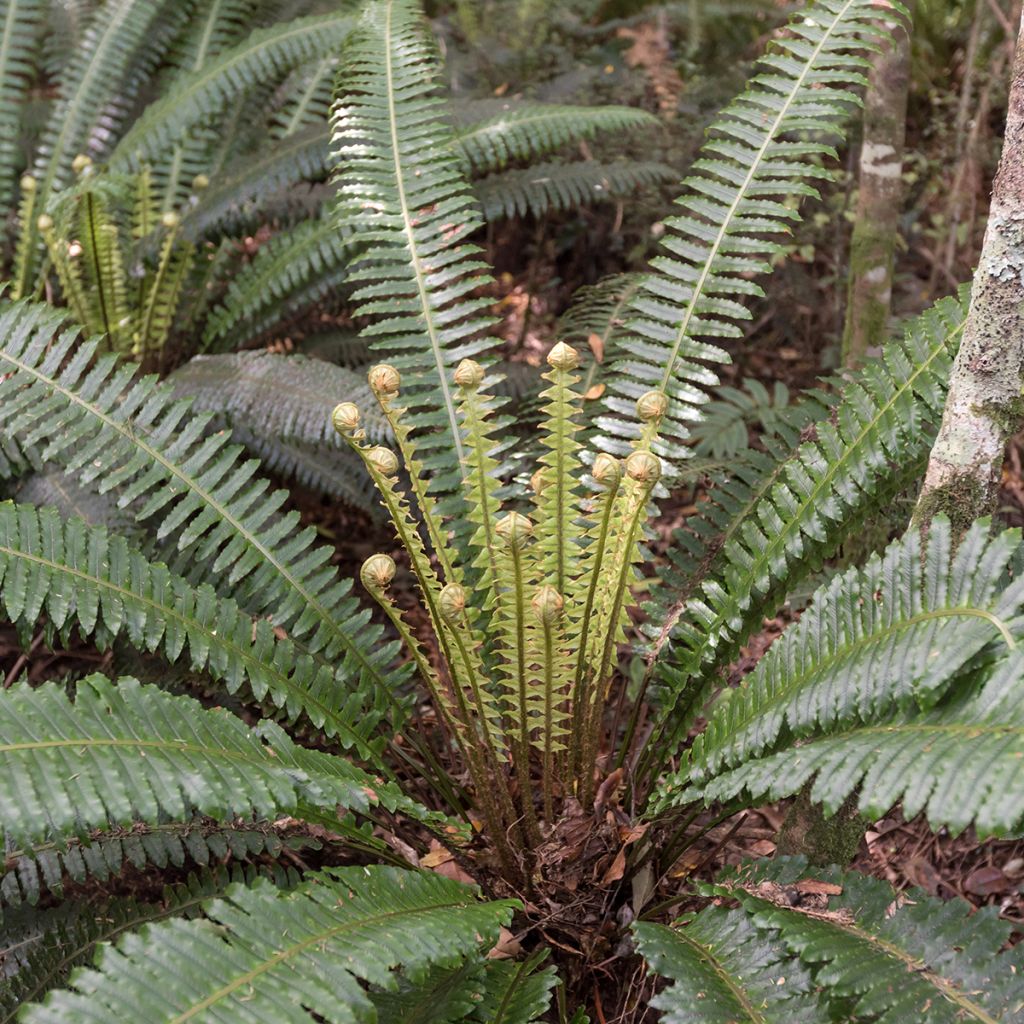 Kampasaniainen - Blechnum discolor
