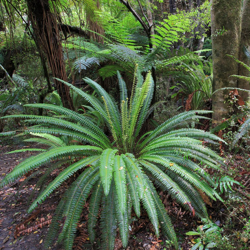 Kampasaniainen - Blechnum discolor