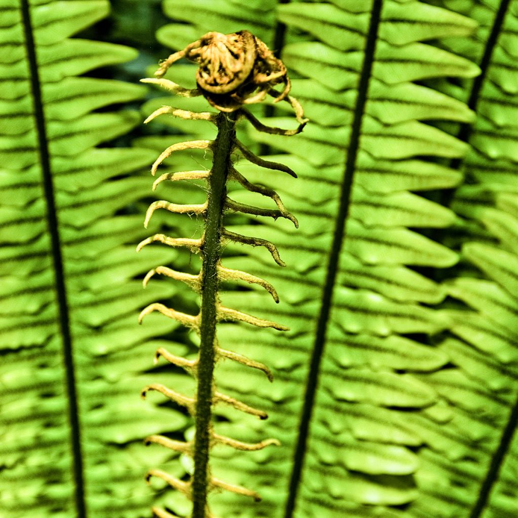 Kampasaniainen - Blechnum discolor