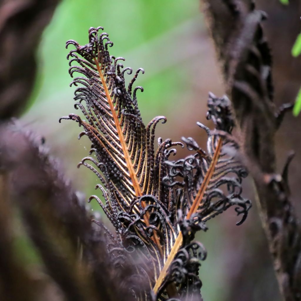 Kampasaniainen - Blechnum discolor