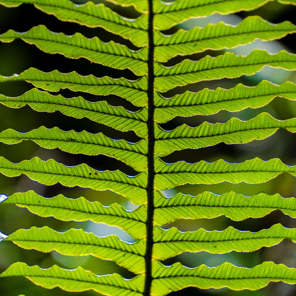 Kampasaniainen - Blechnum discolor