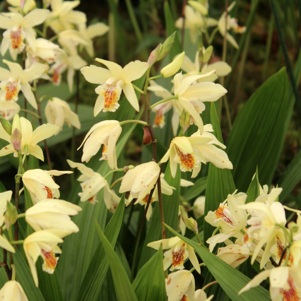 Mikadonkämmen - Bletilla ochracea