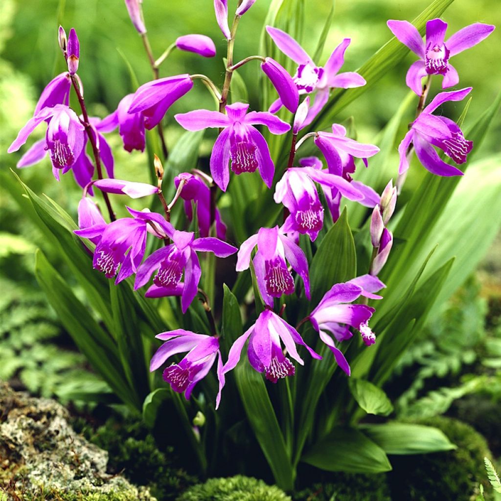 Mikadonkämmen Purple