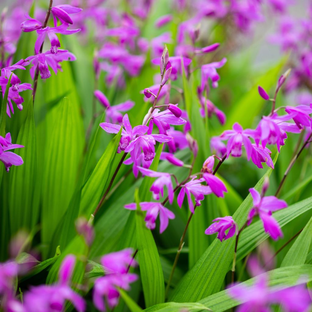 Mikadonkämmen Purple