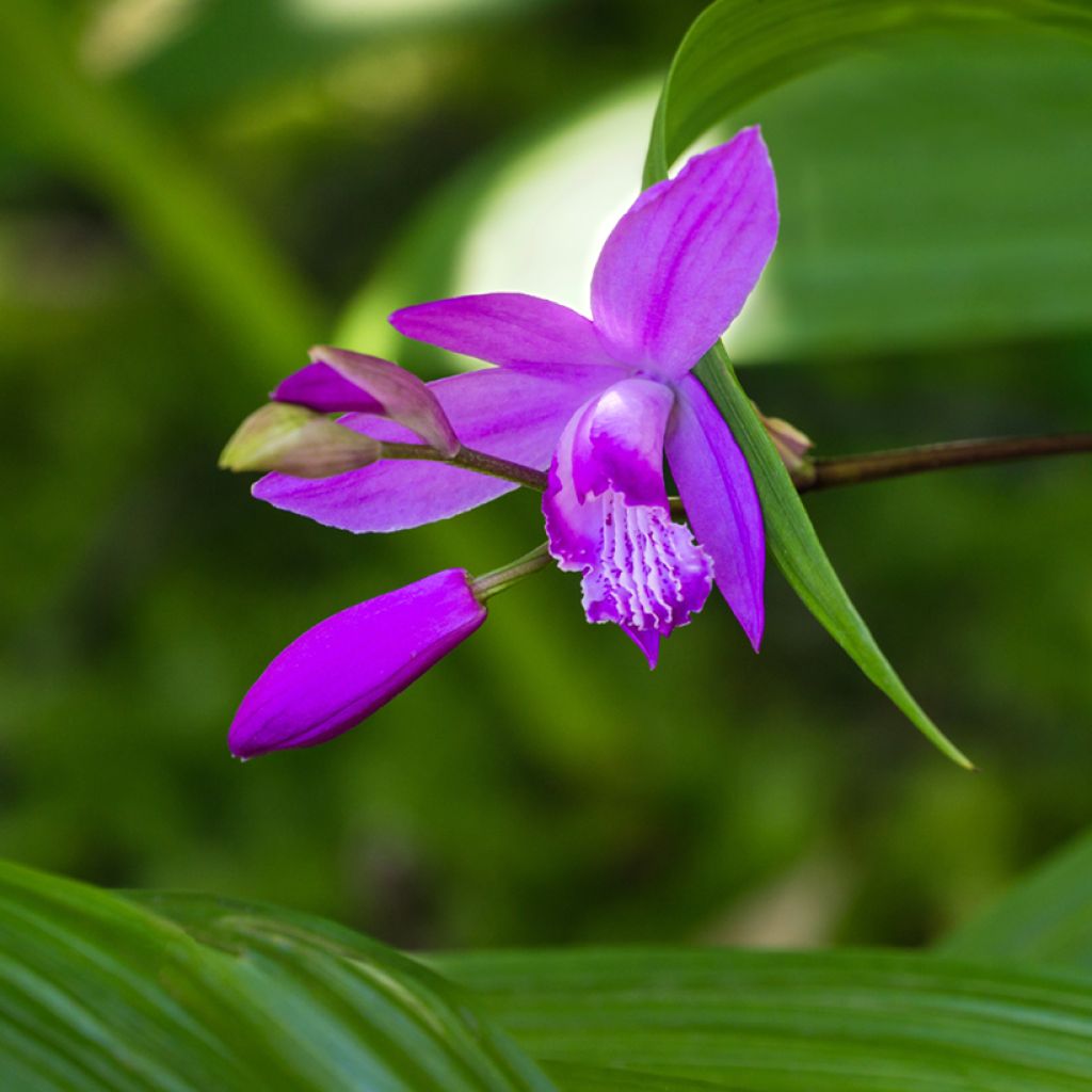 Mikadonkämmen Purple