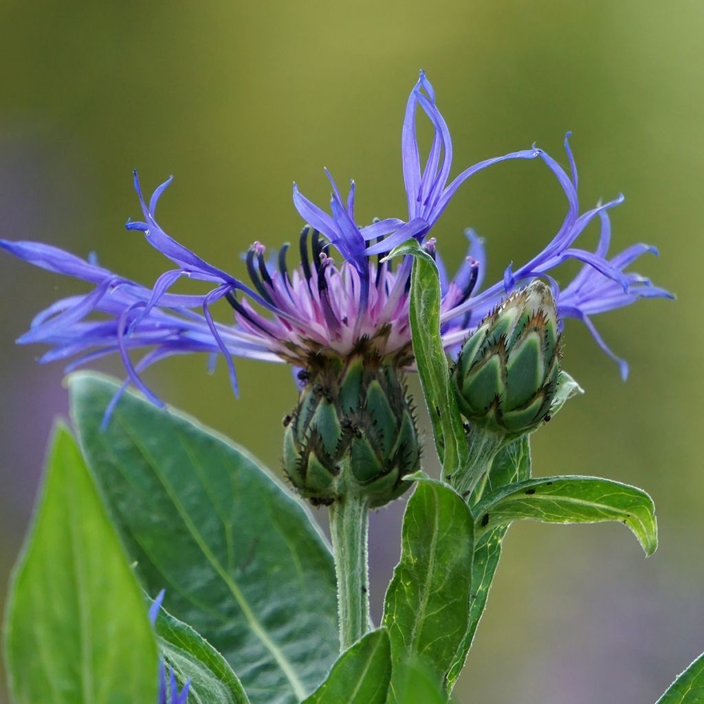 Vuorikaunokki - Centaurea montana