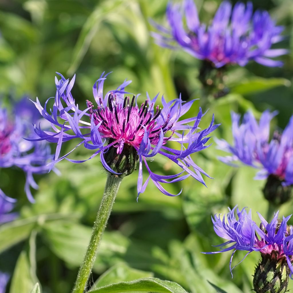 Vuorikaunokki - Centaurea montana