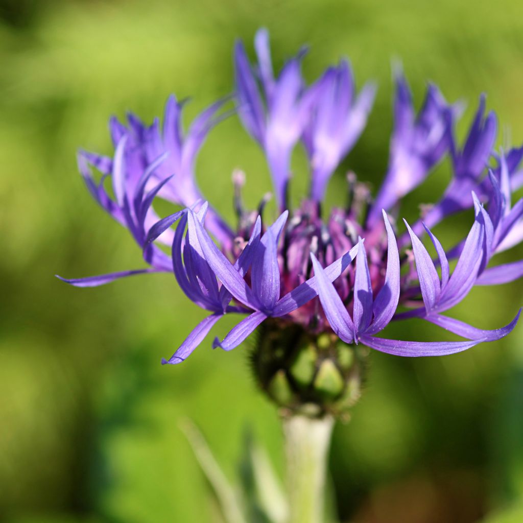 Vuorikaunokki - Centaurea montana