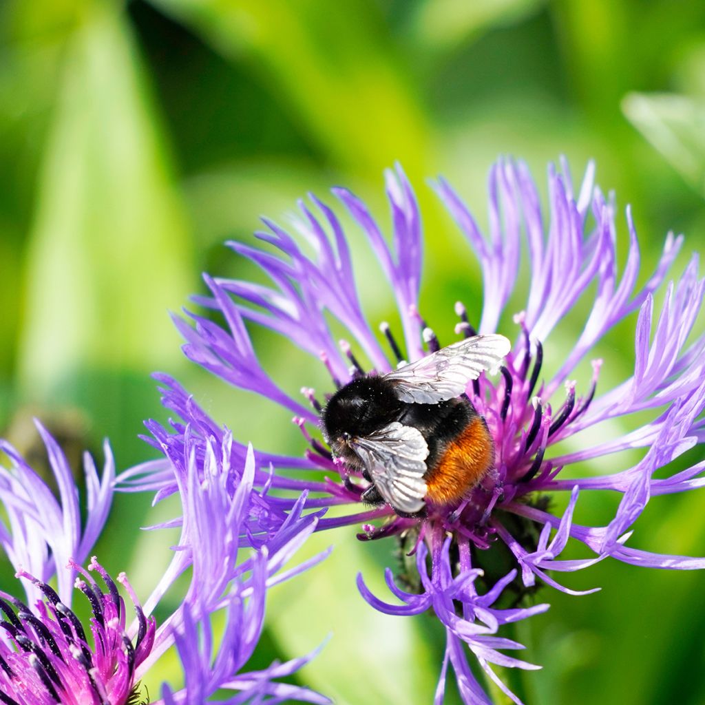 Vuorikaunokki - Centaurea montana