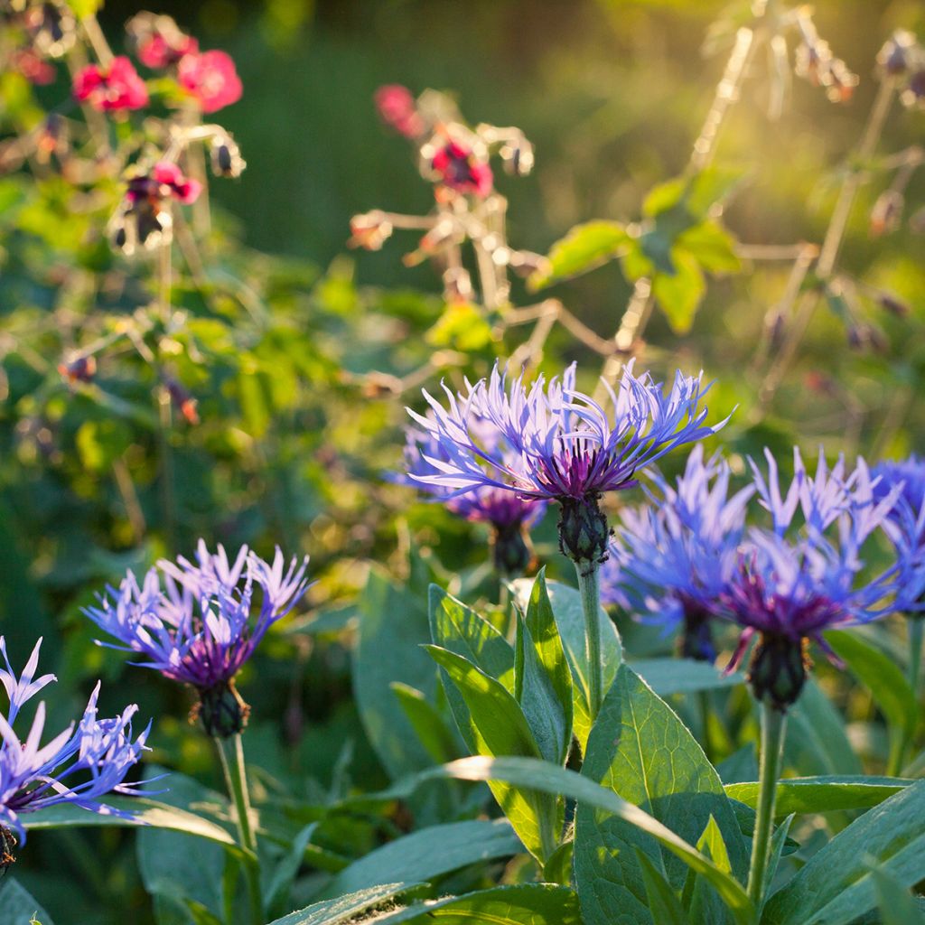Vuorikaunokki - Centaurea montana