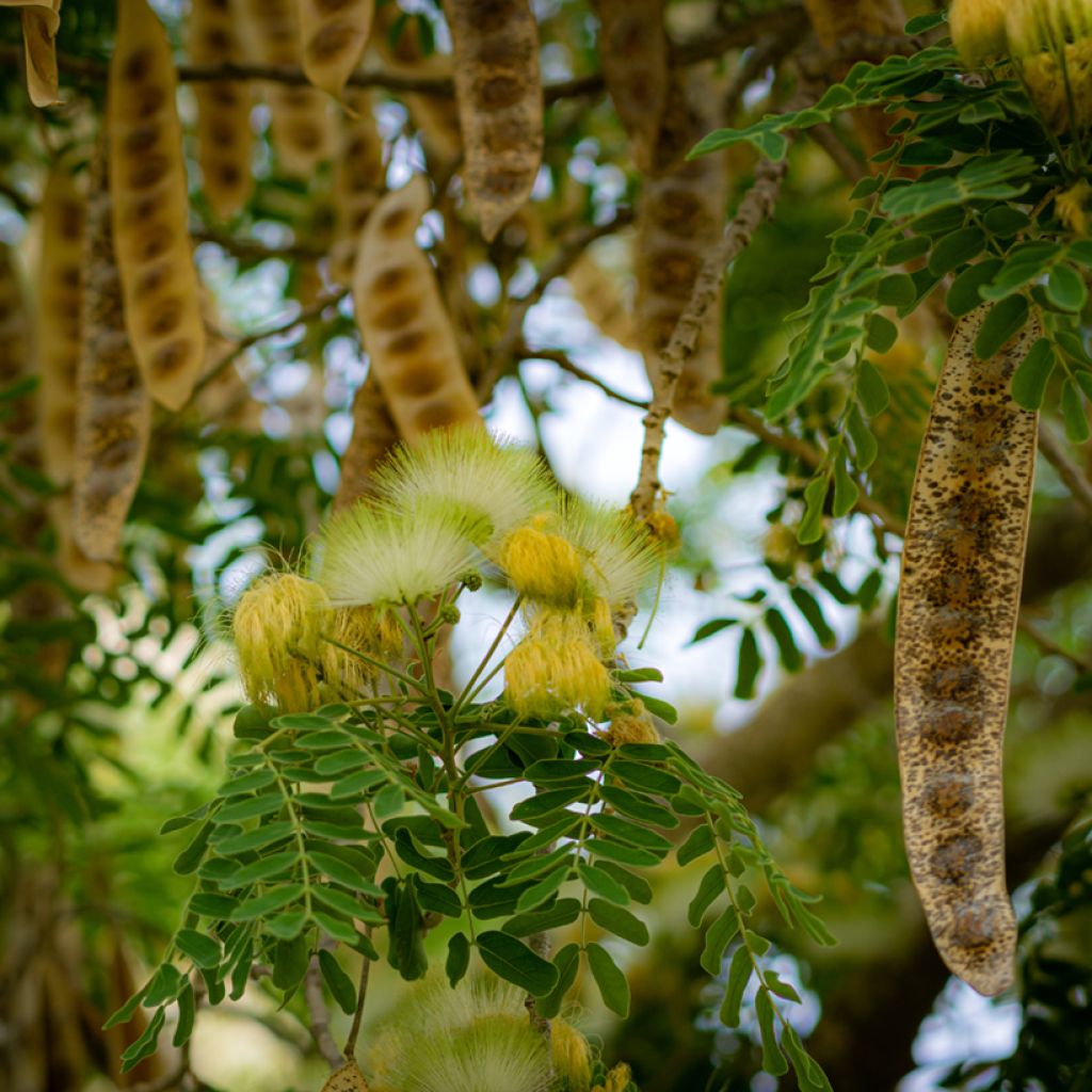 Albizzia lebbeck