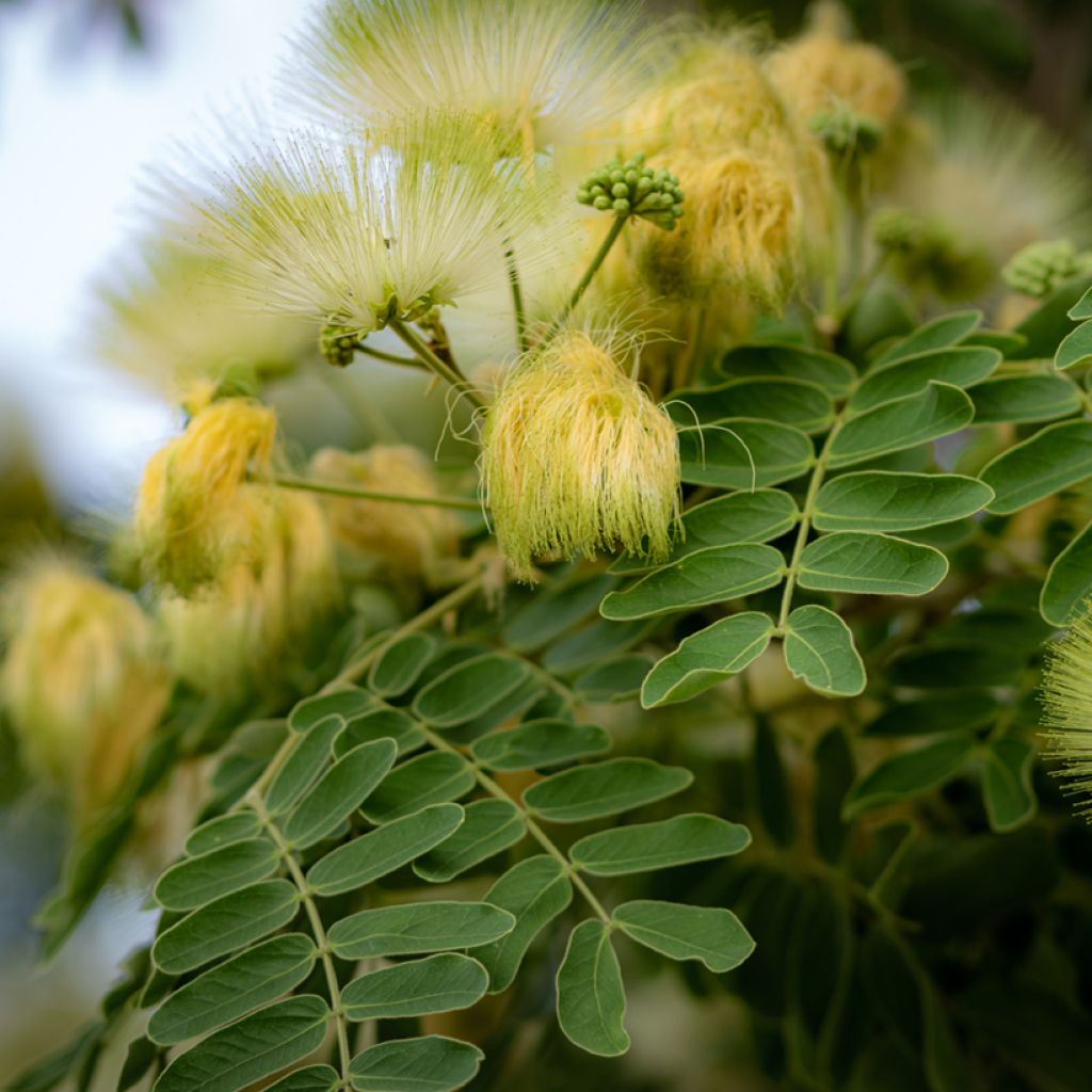 Albizzia lebbeck