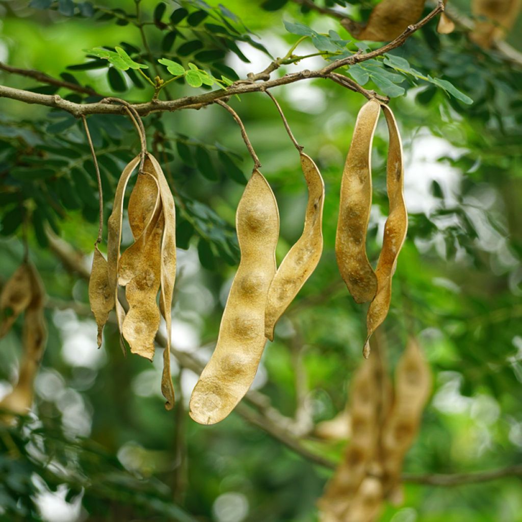 Albizzia lebbeck