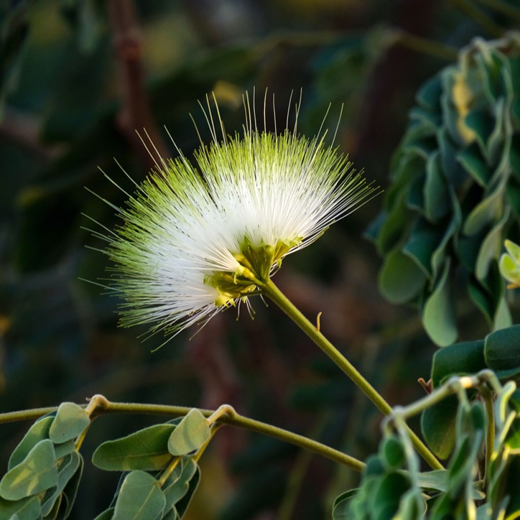 Albizzia lebbeck