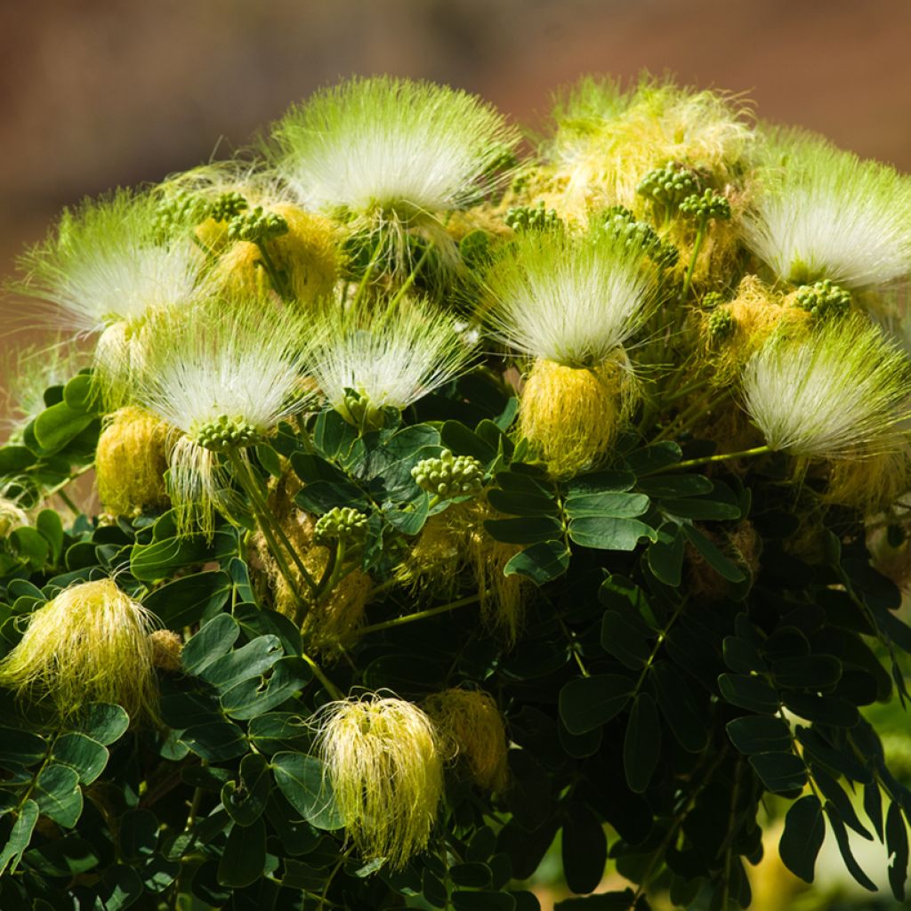 Albizzia lebbeck