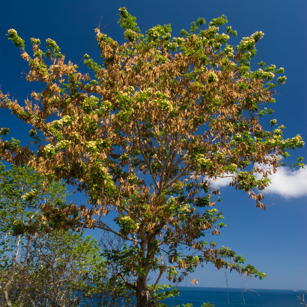 Albizzia lebbeck