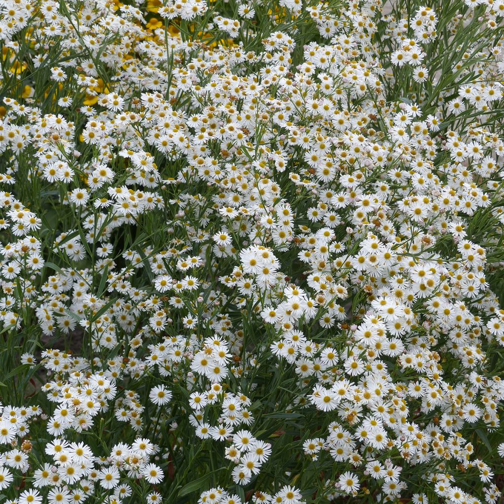 Lumeasteri Latisquama