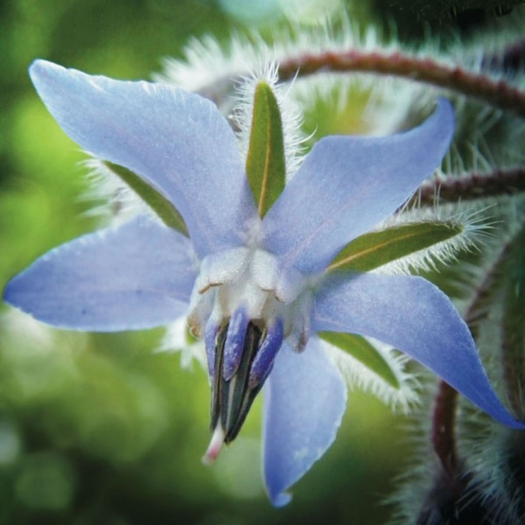 Purasruoho (siemenet) - Borago officinalis