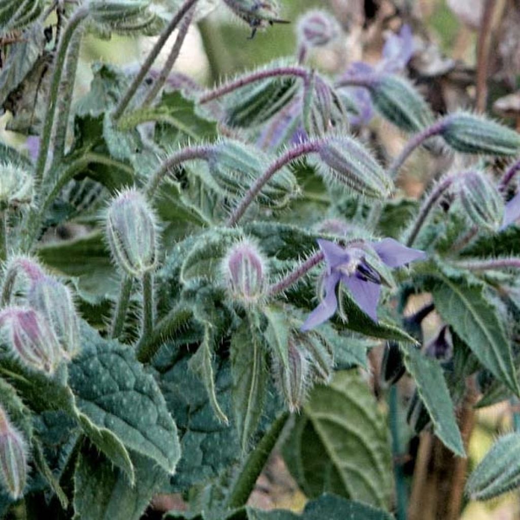 Purasruoho (siemenet) - Borago officinalis