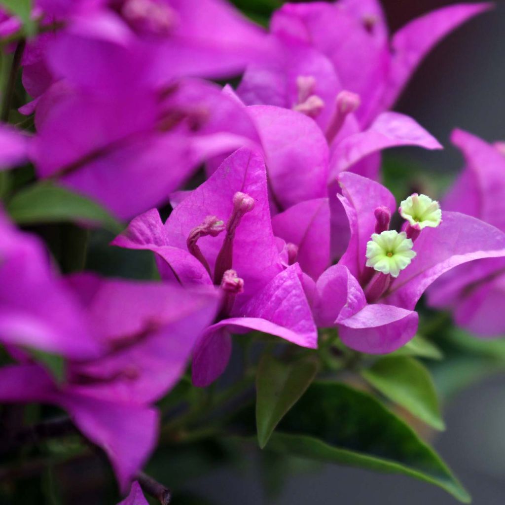 Ihmeköynnös Violet de mèze