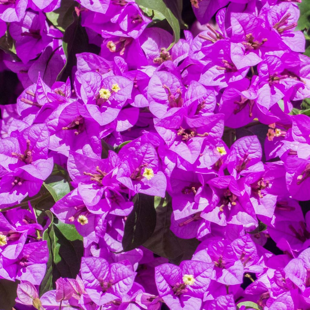 Ihmeköynnös Violet de mèze