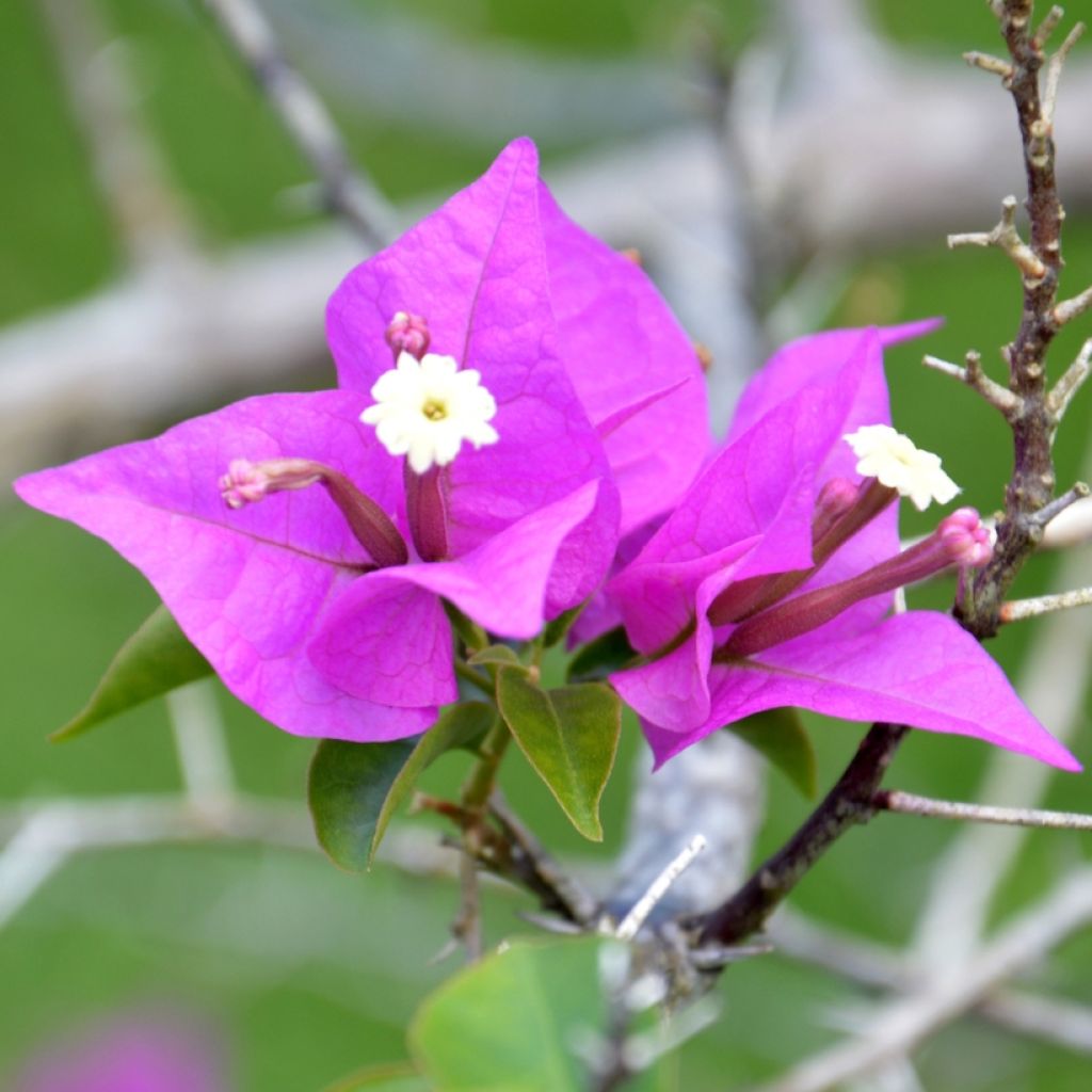Ihmeköynnös Violet de mèze