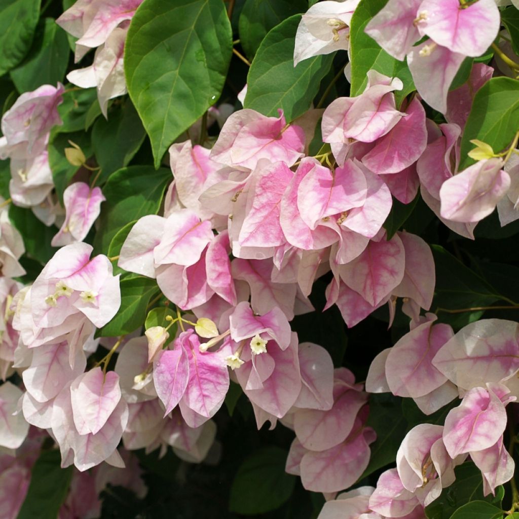 Ihmeköynnös valko-vaaleanpunainen - Bougainvillea spectabilis