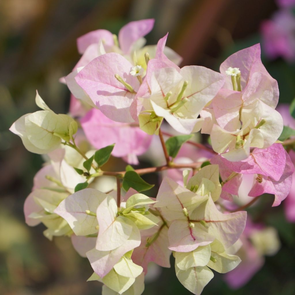 Ihmeköynnös valko-vaaleanpunainen - Bougainvillea spectabilis