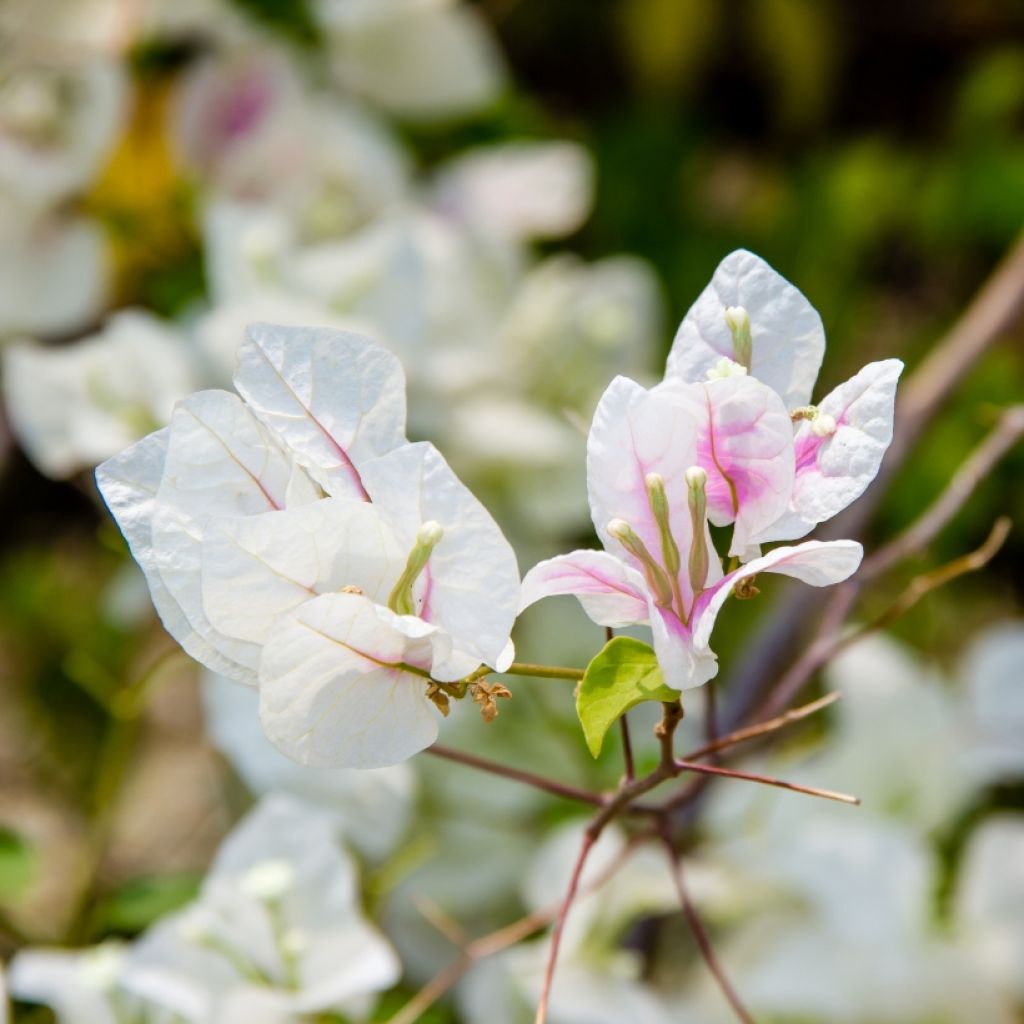 Ihmeköynnös valko-vaaleanpunainen - Bougainvillea spectabilis