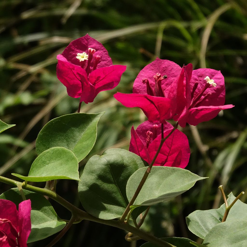 Ihmeköynnös punainen - Bougainvillea spectabilis