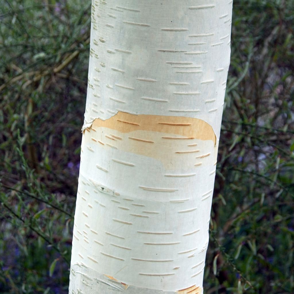 Himalajankoivu var. jacquemontii