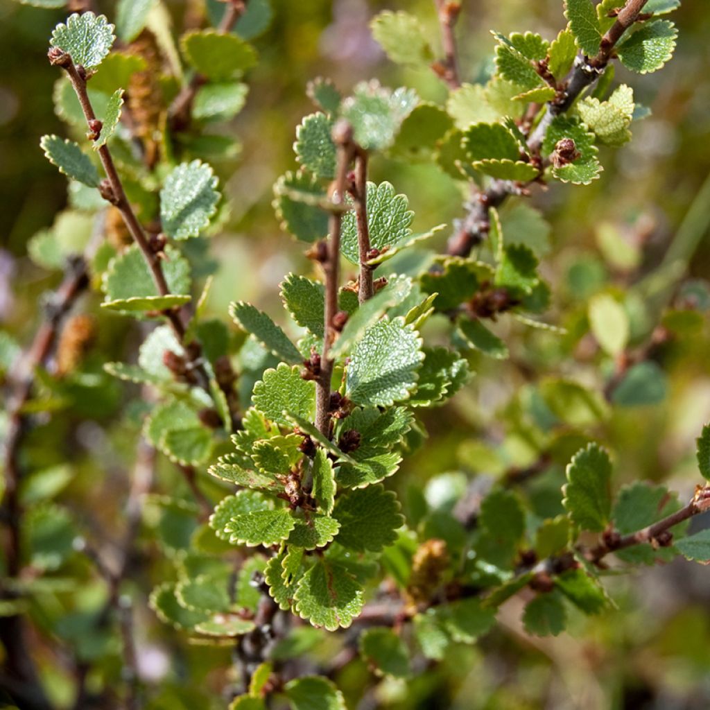 Vaivaiskoivu - Betula nana