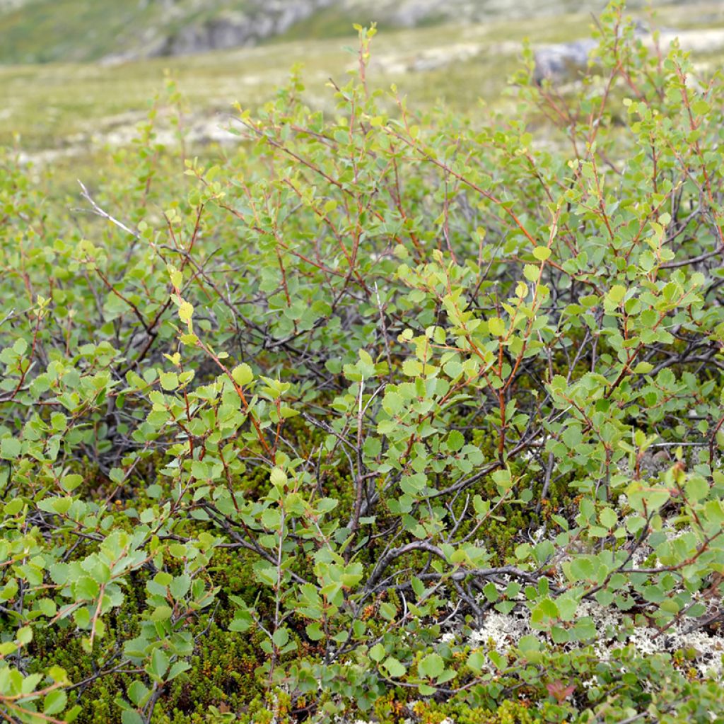 Vaivaiskoivu - Betula nana