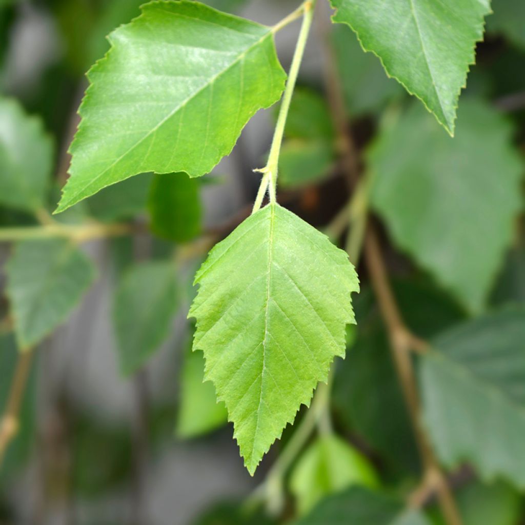 Mustakoivu Summer Cascade