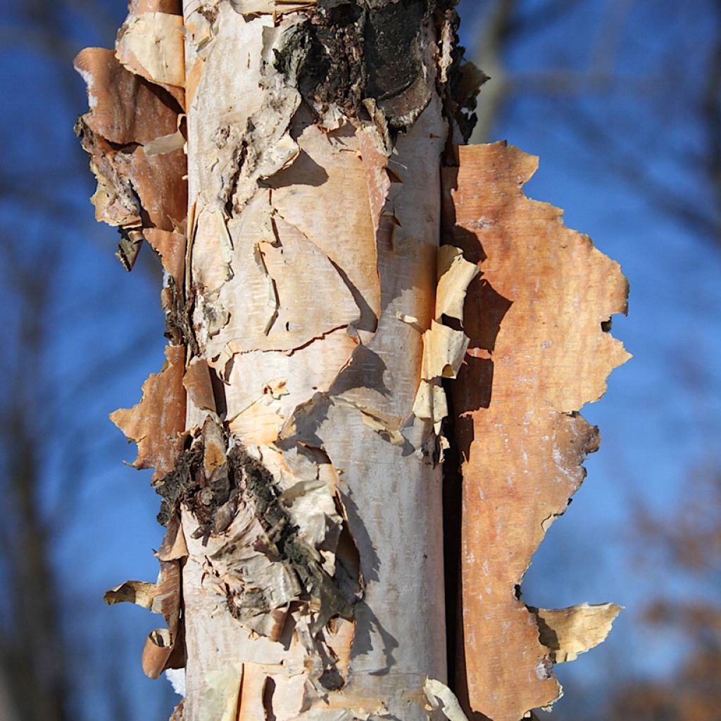 Mustakoivu - Betula nigra