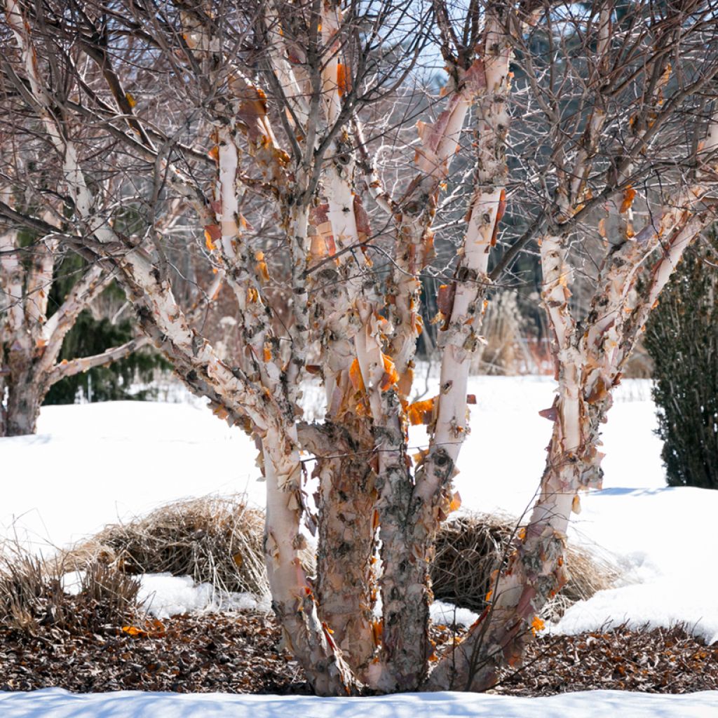 Mustakoivu - Betula nigra