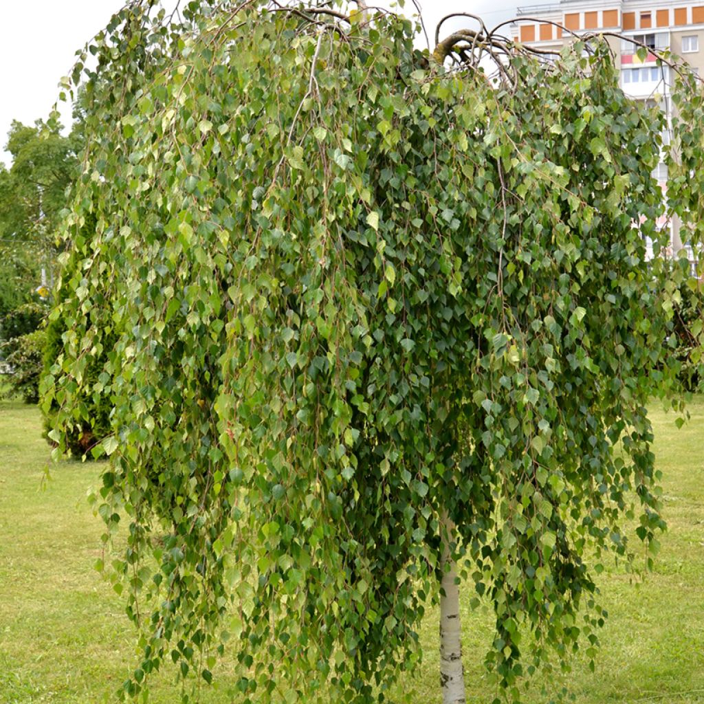Rauduskoivu Youngii