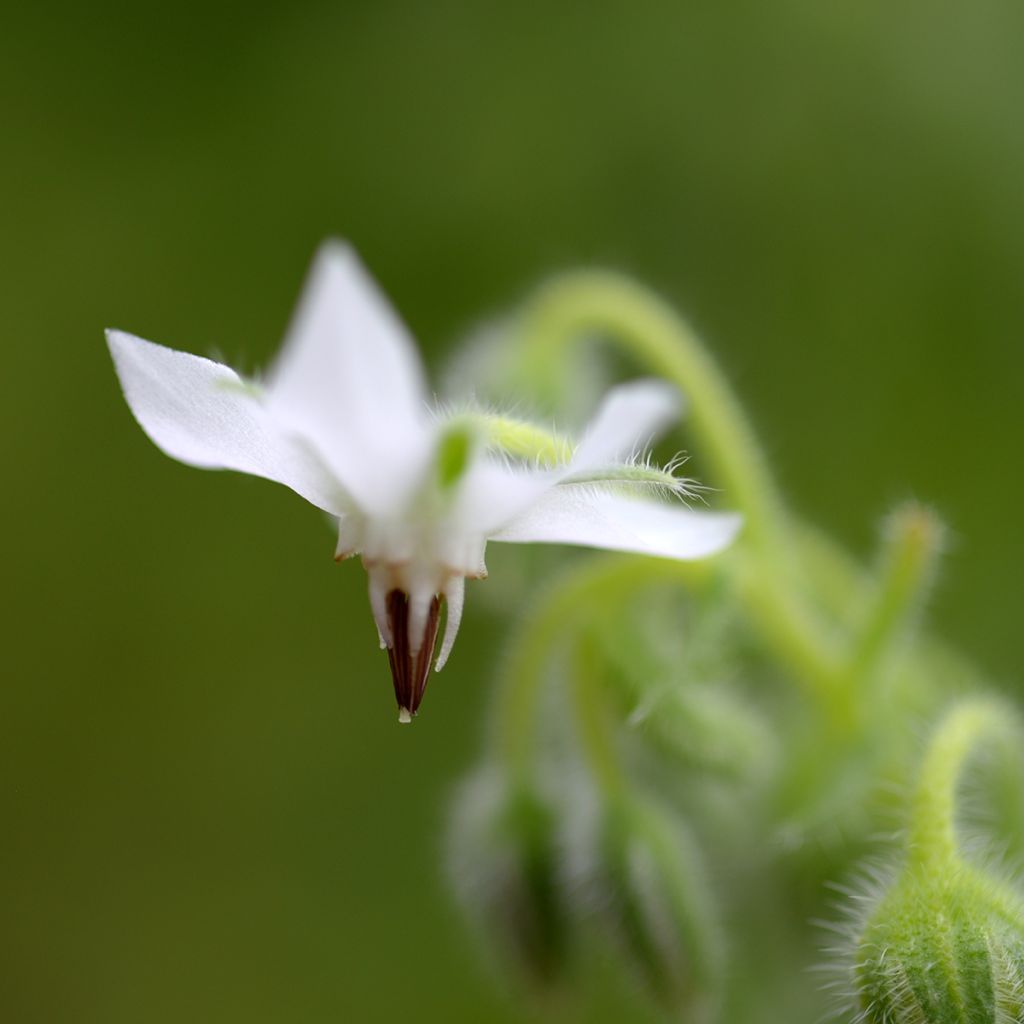 Purasruoho - Borago officinalis
