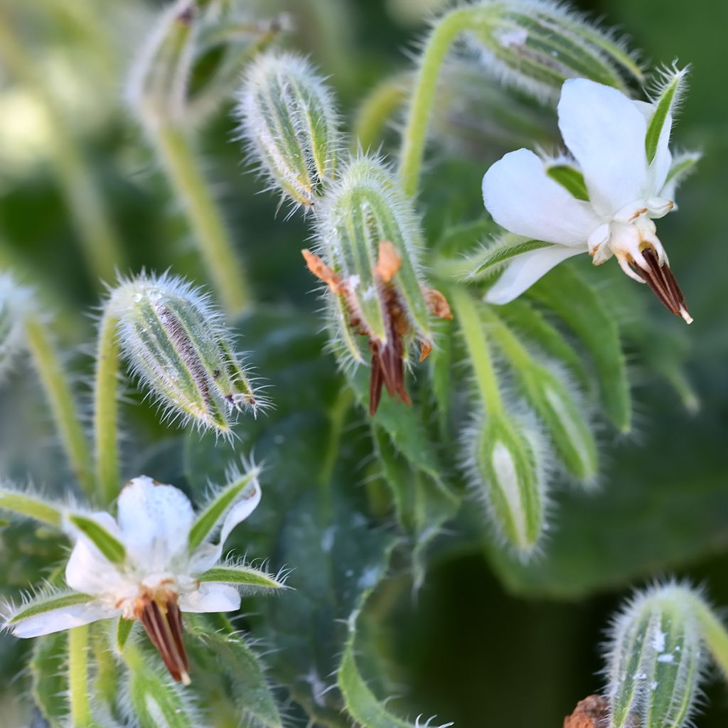 Purasruoho Alba