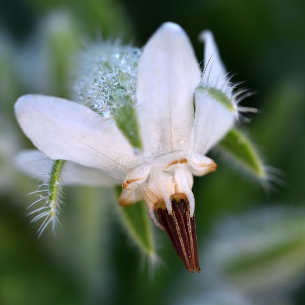 Purasruoho Alba