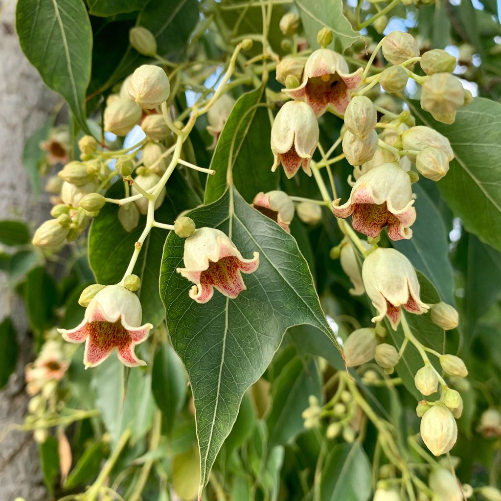 Poppelipullopuu - Brachychiton populneus