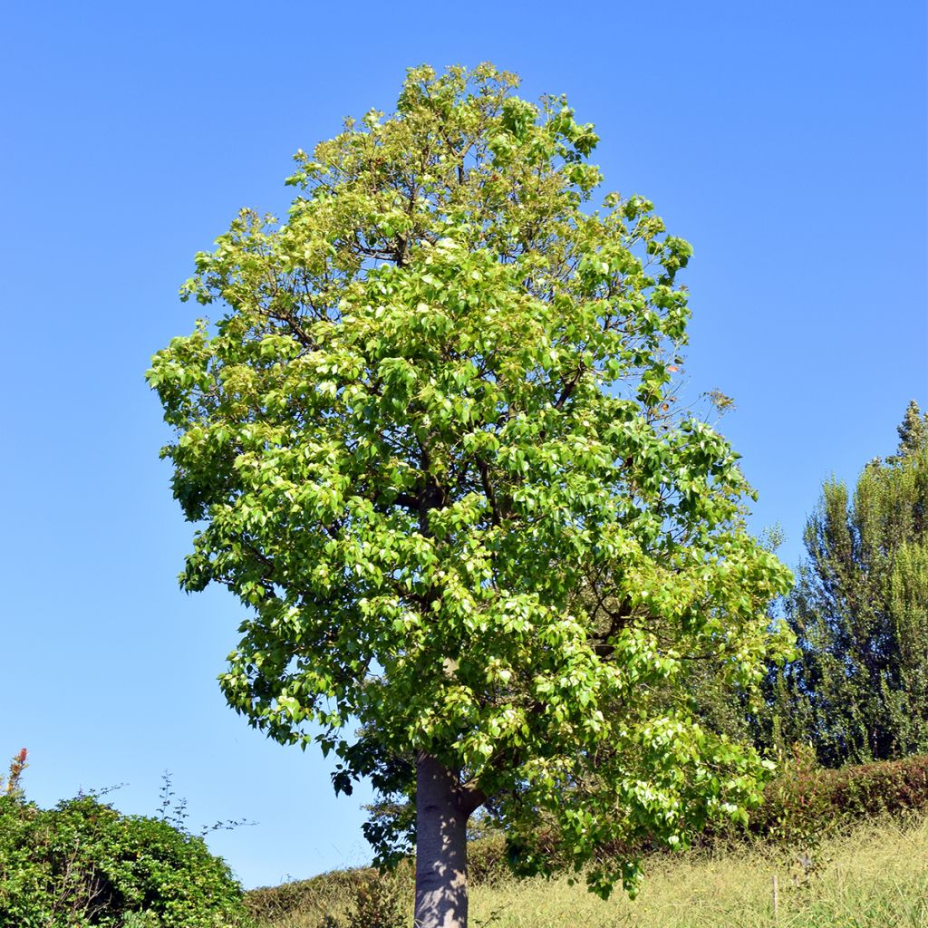 Poppelipullopuu - Brachychiton populneus