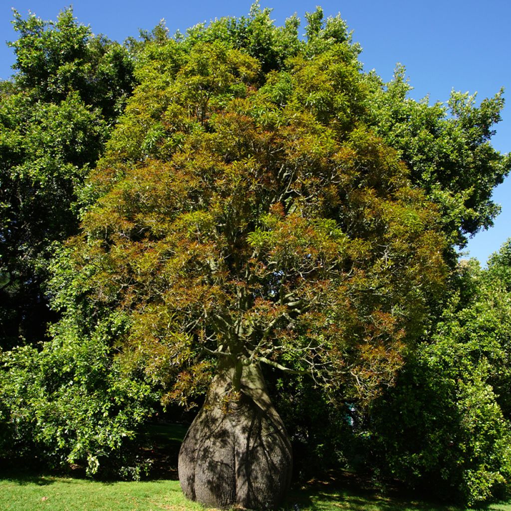 Kalliopullopuu - Brachychiton rupestris